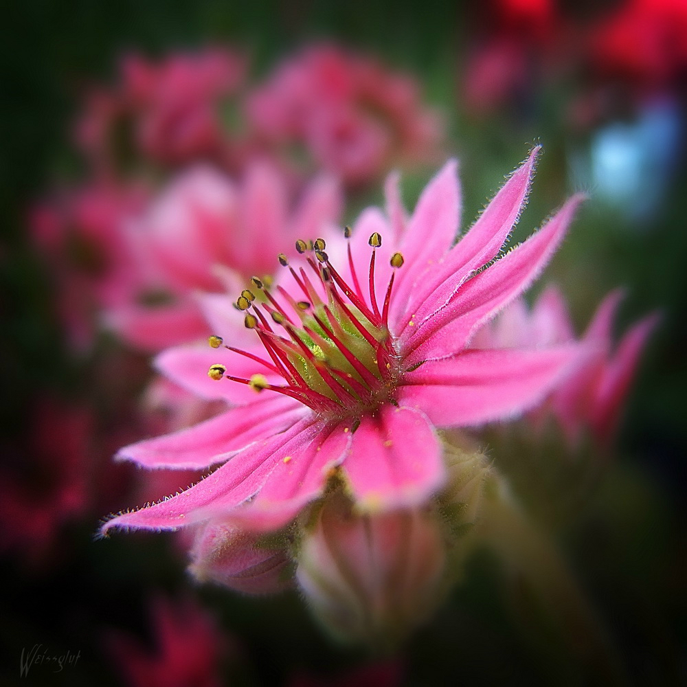 Sempervivum Arachnoideum