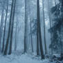 Snowy Days**