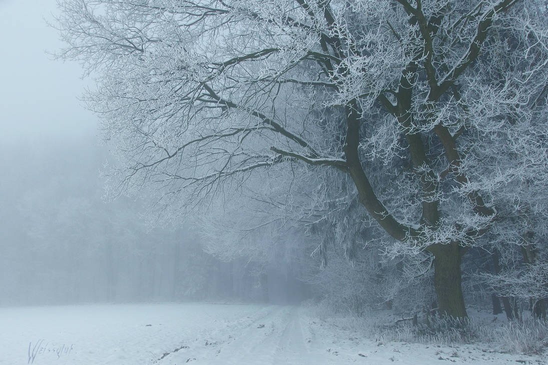 Snowy Days***** by Weissglut