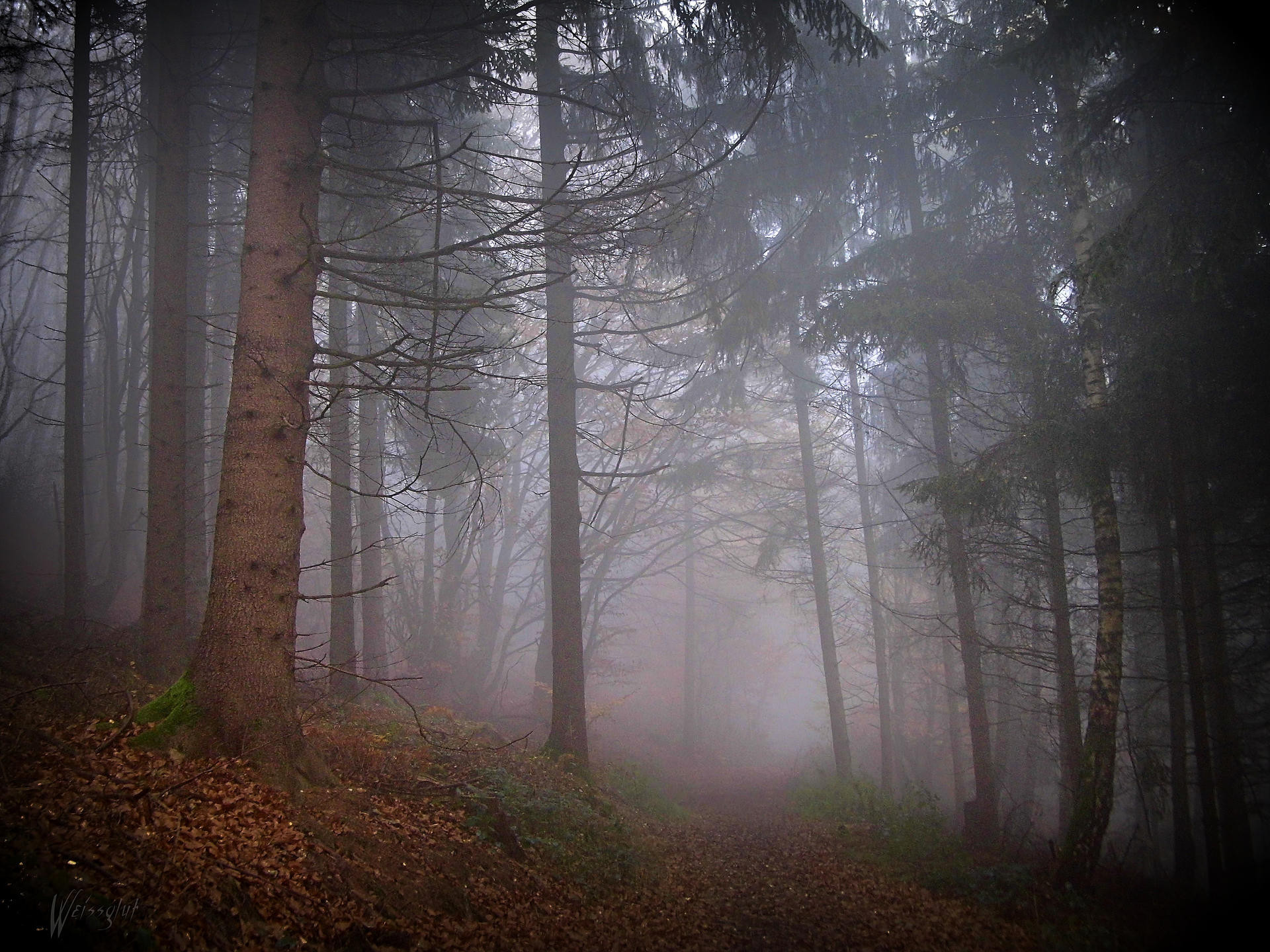 Path into the Mist by Weissglut on DeviantArt