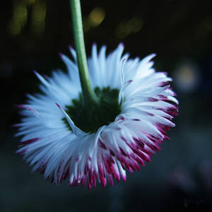 Bellis perennis