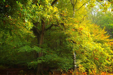 Autumn Tree