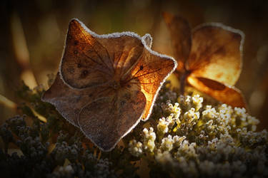 frosty Hydrangea