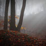 bright Autumn