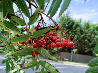 Berries