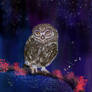 Owly starlight