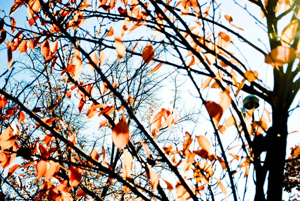 Contrast Tree High Contrast Tree by greenlight6 on DeviantArt