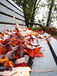 Bench covered in fallen leaves by Katrinanxdk