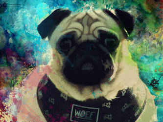 Pug Kwando