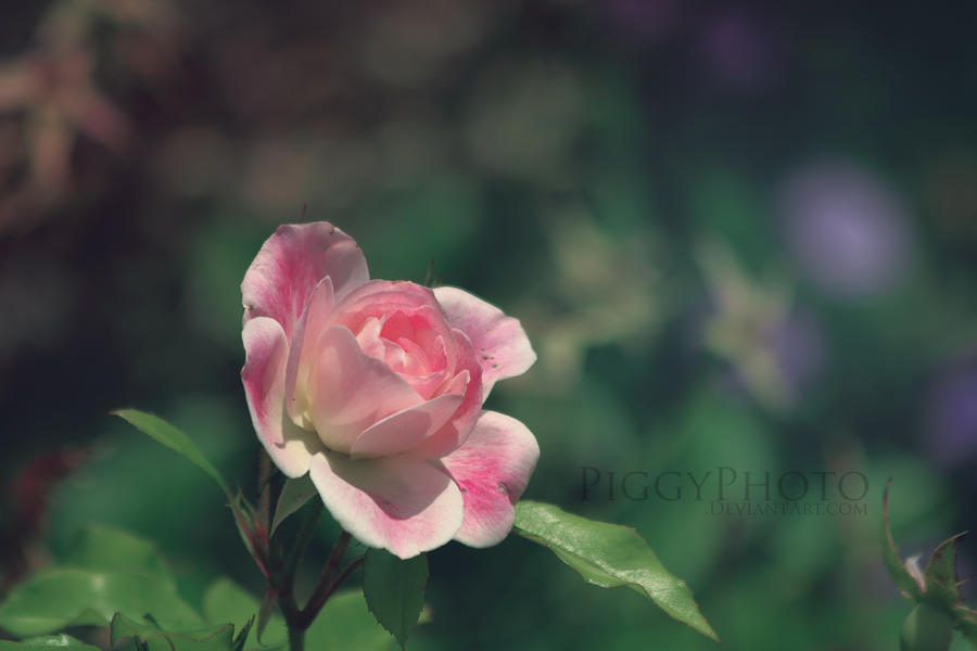 Fragrance by piggyphoto Fragrance by piggyphoto