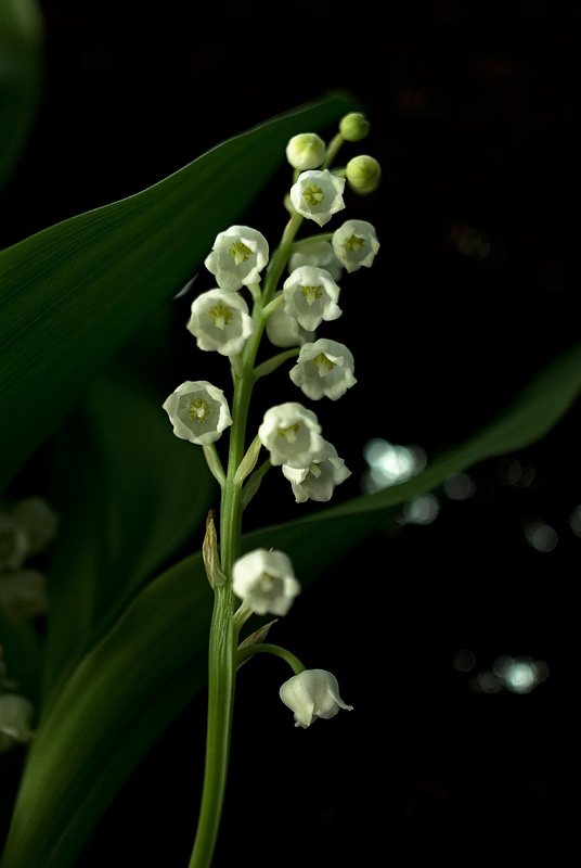 Lily of the valley 08