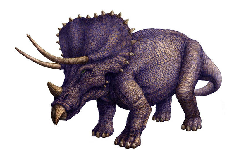 Triceratops - Colour by RodgerHodger