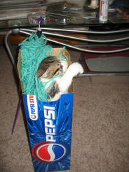 Pepsi Kitty