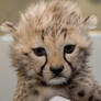 mad baby cheetah