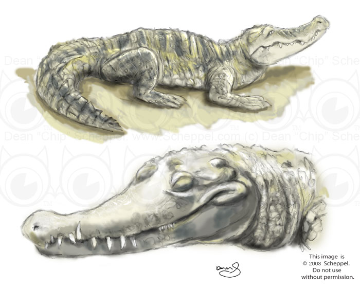 Crocodile Sketch