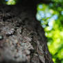 Bokeh up a Tree