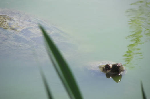 freaky ass snapping turtle