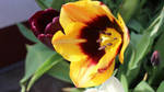 Tulips by drmdemons