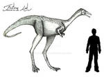 Rapator ornitholestoides Scale