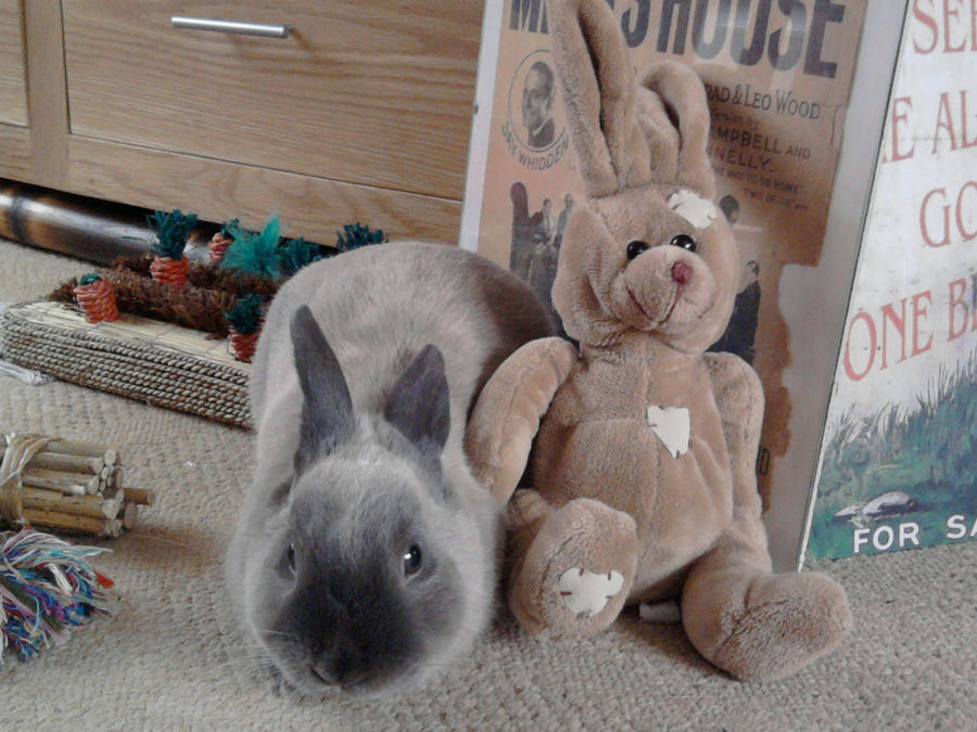 A Bunny Named Bozley With...