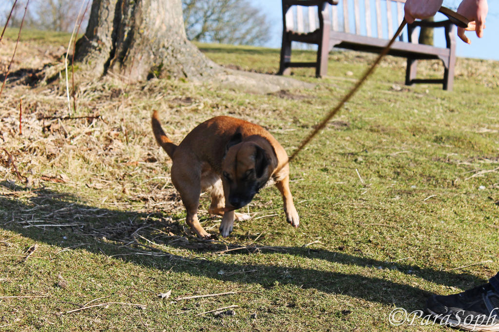 Grr!Till You Gimme My Ball I Shall Chomp This -III