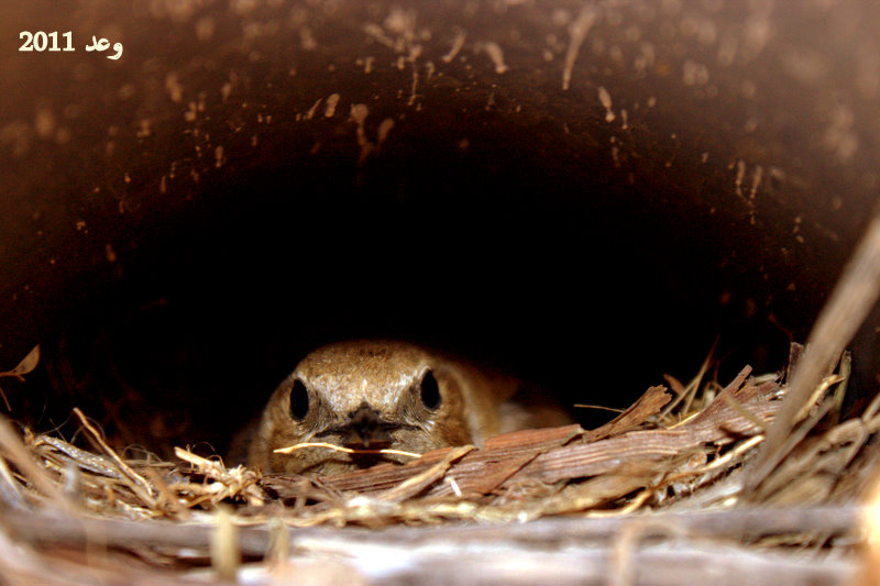 Mama in Nest