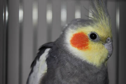 Taj- the adorable Cockatiel