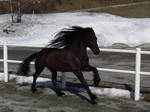 Horse stock 15 by Ulvar-Stock