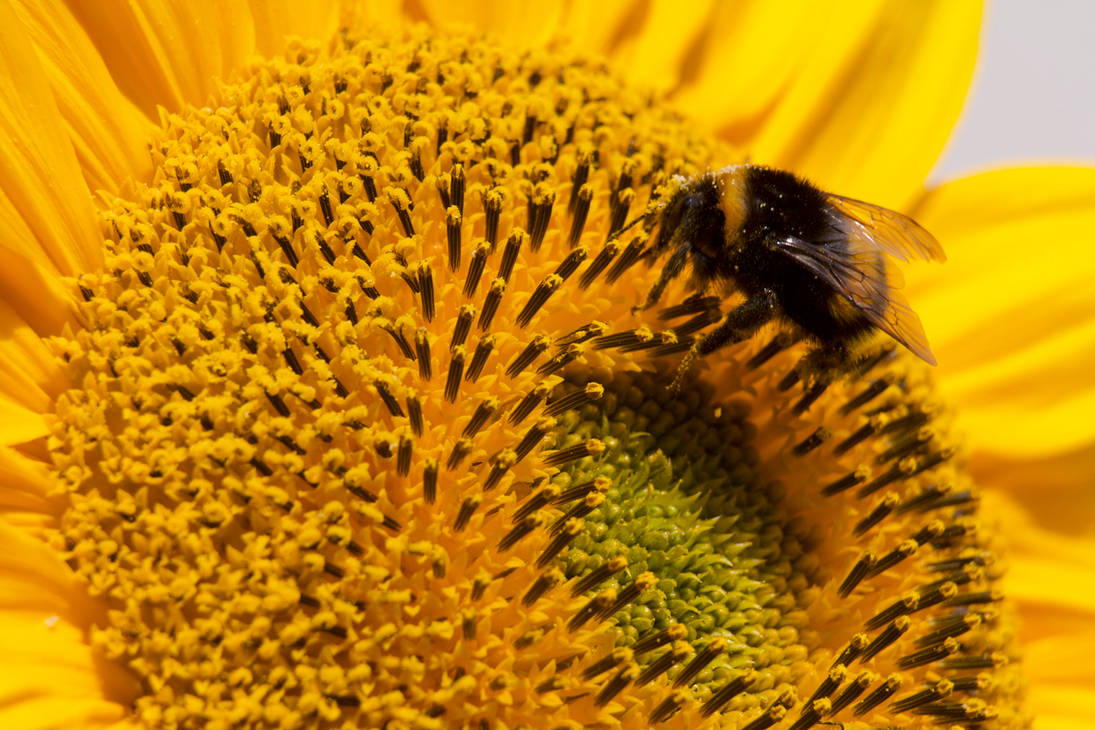 Hummingbird on Sunflower