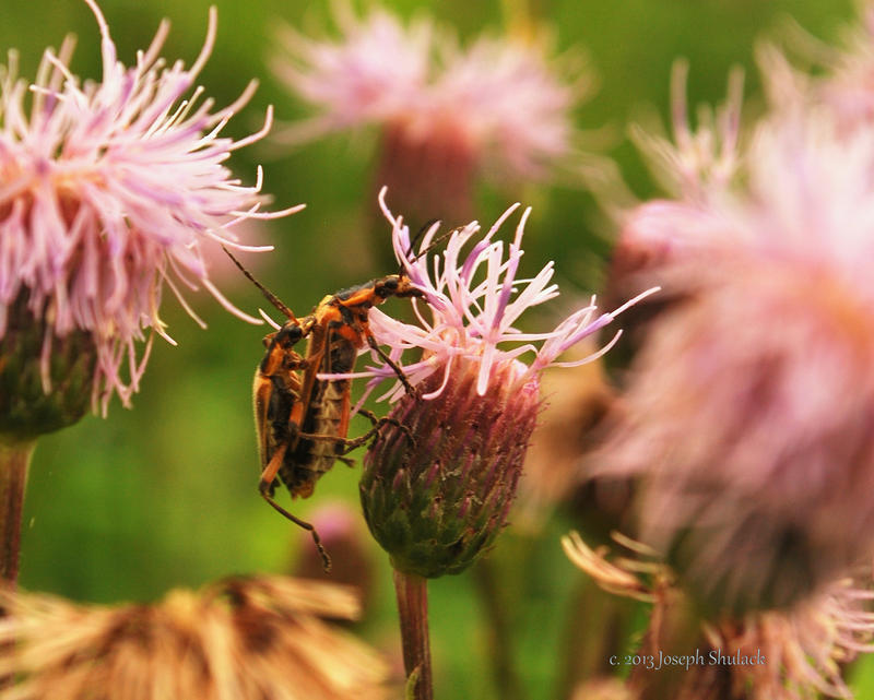 Deviantart Insect Love Bug Love by JMCS on DeviantArt