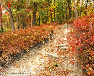 Fall Path by JMCS
