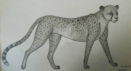 Cheetah