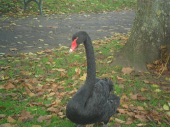 Famous Dawlish Black Swan