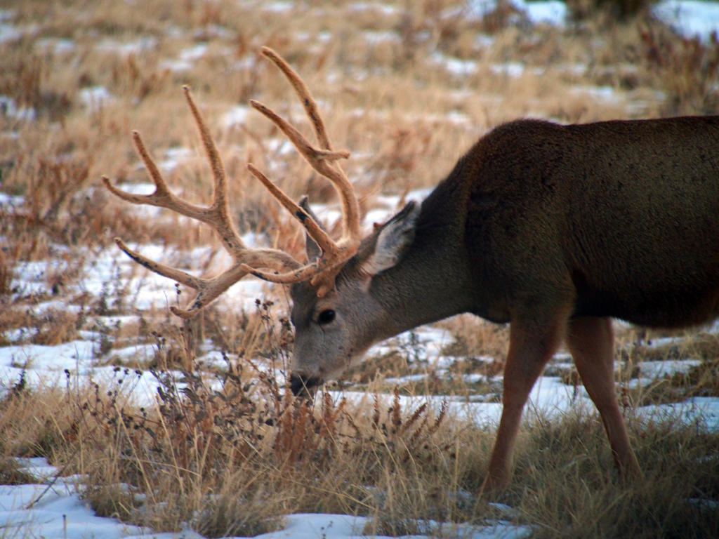 Denver Mule Deer Stag II