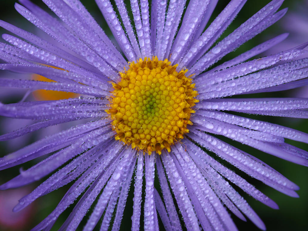 Dew Drops on the Daisies