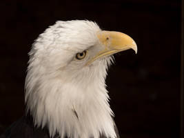 Bald Eagle I