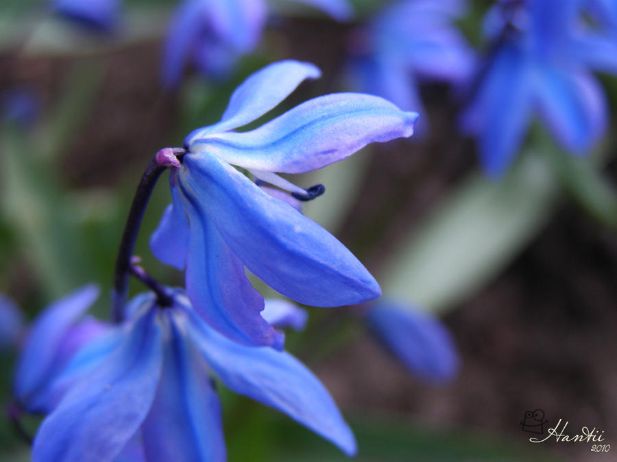 spring bell by hantu-chan on DeviantArt