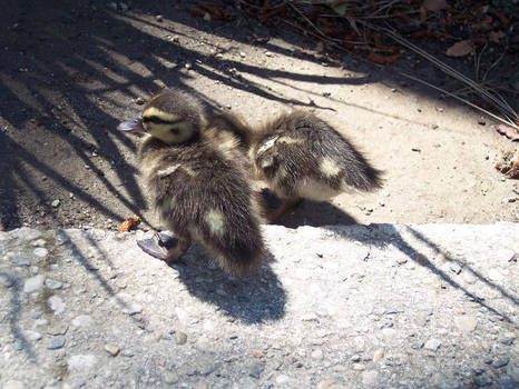 Ducklings