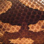Snake Skin Texture 2