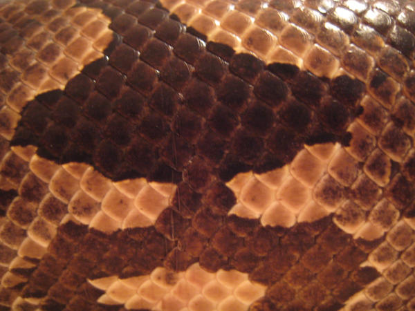 Snake Skin Texture 2
