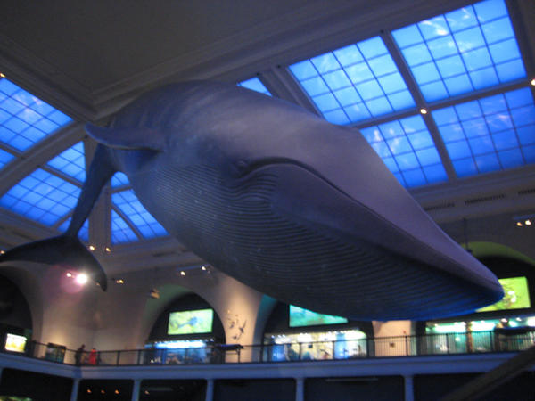 Museum Stock 17