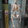 Museum Stock 152