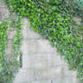 Ivy Wall 2 Stock