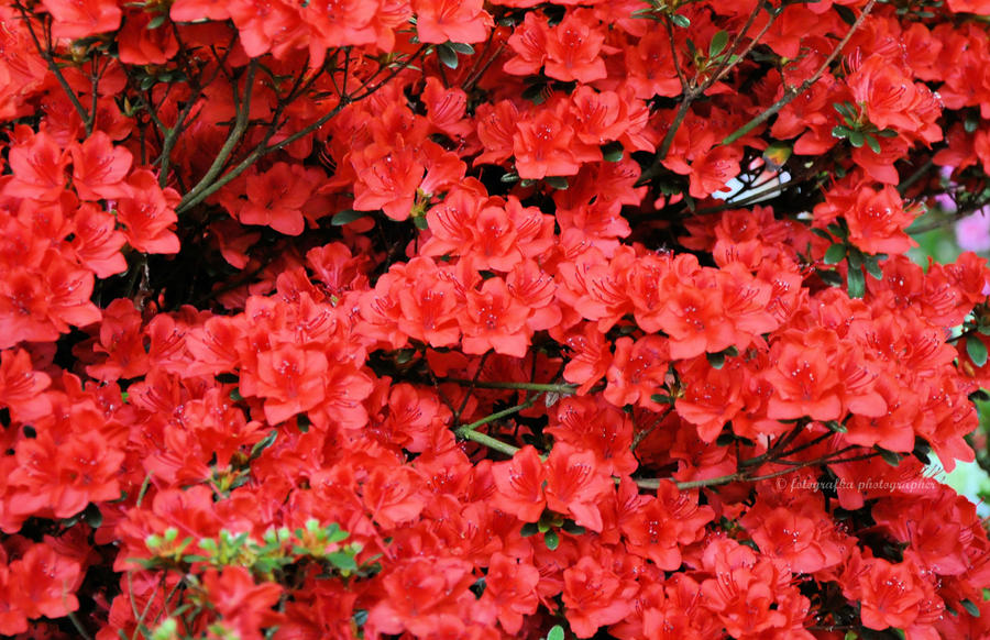 Red flowers