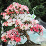 Pink bonsai