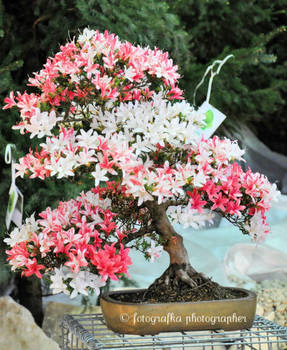 Pink bonsai