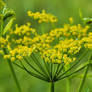 Wild fennel