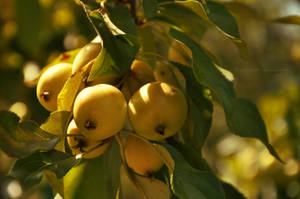 Golden apples