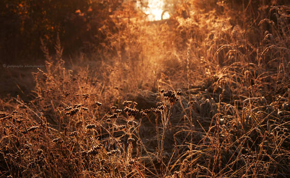 Frosty morning