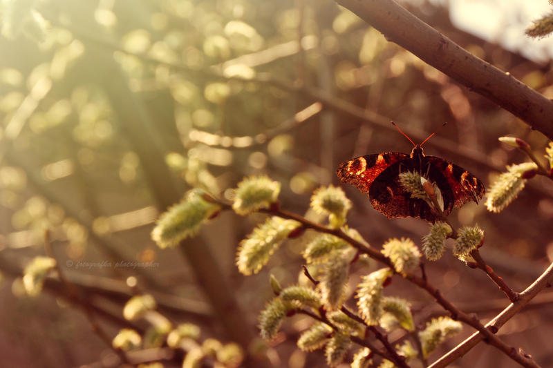 Willow butterfly